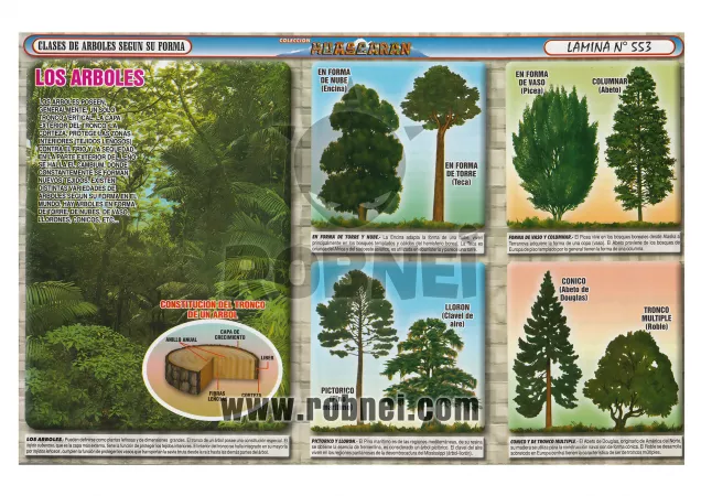 Clases De Arboles Segun Su Forma